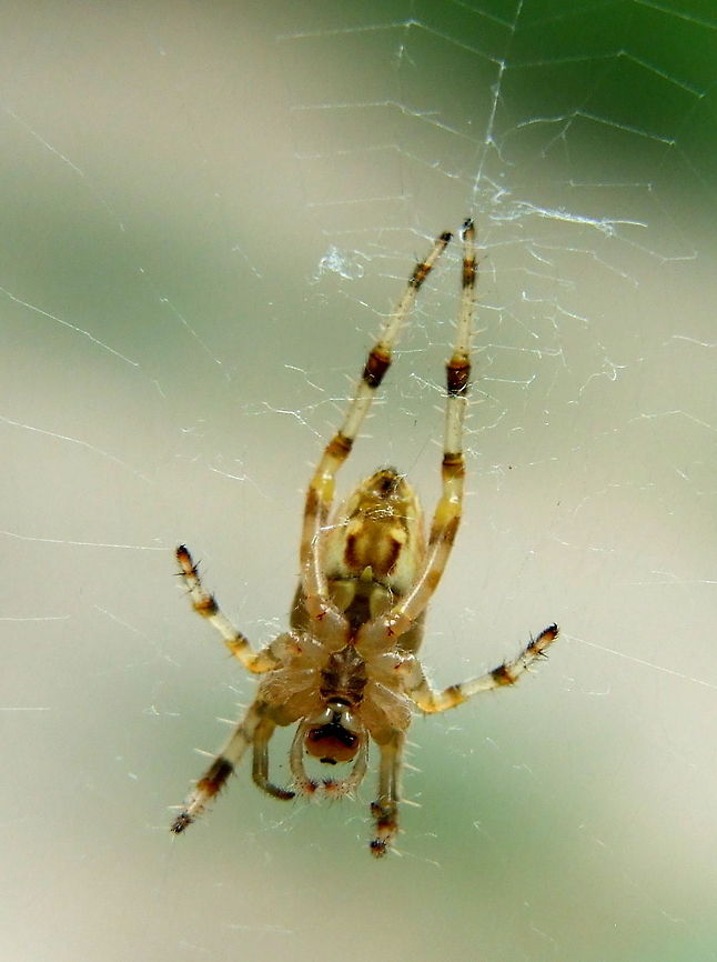 Morning Workout  Araneus diadematus,Geotagged,Romania
