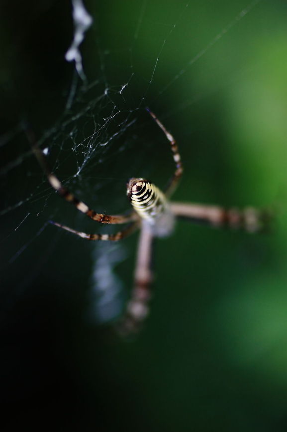 Black and Yellow Garden Spider  Argiope bruennichi,Geotagged,Romania,Wasp spider