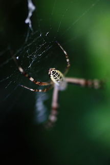 Black and Yellow Garden Spider  Argiope bruennichi,Geotagged,Romania,Wasp spider