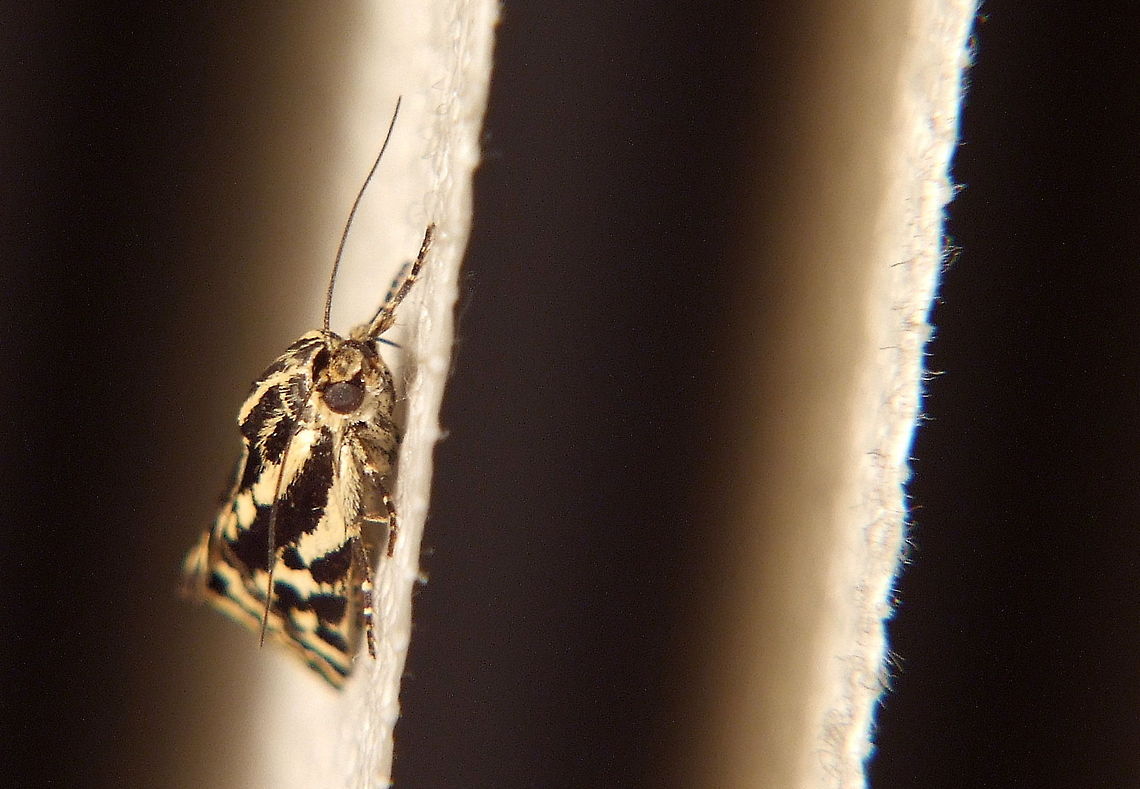 Spotted Sulphur moth  Emmelia trabealis,Geotagged,Moth,Romania