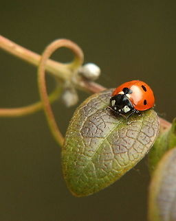 Numb  7-spot Ladybird,Coccinella septempunctata,Geotagged,Romania