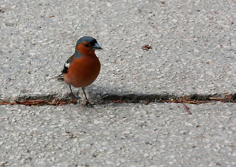 ...  Chaffinch,Fringilla coelebs,Geotagged,Romania