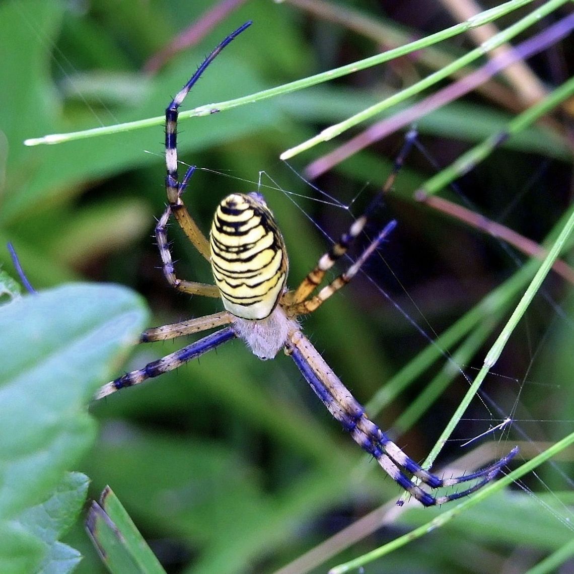Black and Yellow Garden Spider closeup  Argiope bruennichi,Geotagged,Romania,Wasp spider