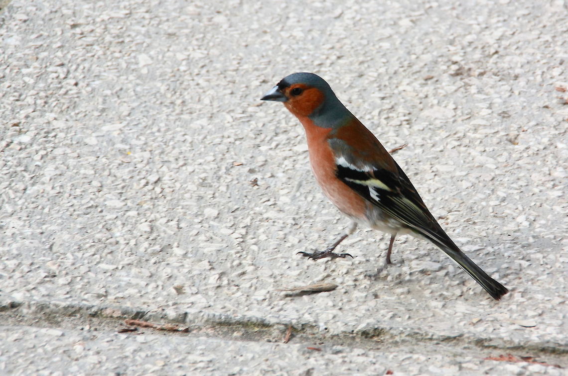 Chaffinch  Chaffinch,Fringilla coelebs,Geotagged,Romania