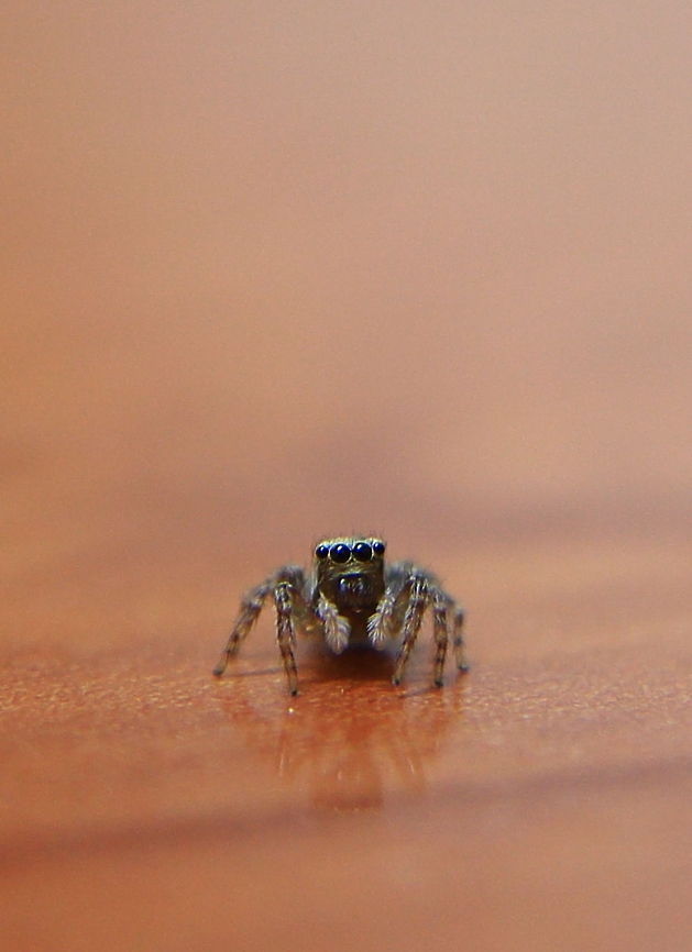 Jumping Spider  Geotagged,Romania