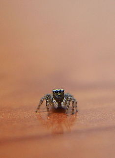 Jumping Spider  Geotagged,Romania