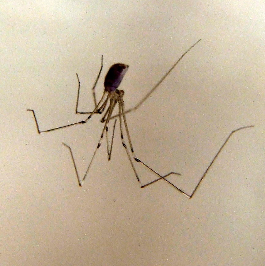 Daddy Longlegs  Geotagged,Pholcus phalangioides,Romania,cellar spider,daddy longlegs