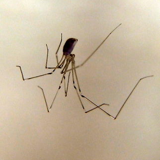 Daddy Longlegs  Geotagged,Pholcus phalangioides,Romania,cellar spider,daddy longlegs