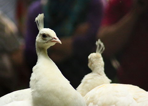 White Peacock  Geotagged,Indian Peafowl,Pavo cristatus,Romania