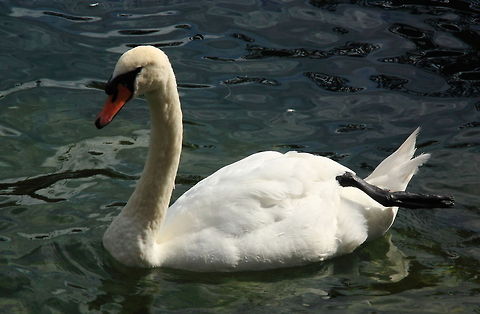 Mute Swan  Cygnus olor,Geotagged,Mute Swan,Switzerland