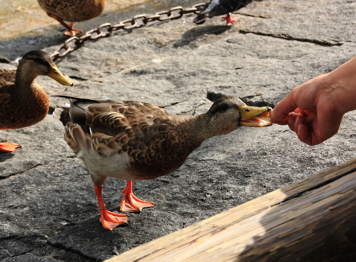 Lunch Time  Anas platyrhynchos,Geotagged,Mallard,Switzerland,duck