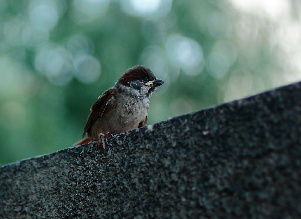 Baby Sparrow  Geotagged,House Sparrow,Passer domesticus,Romania