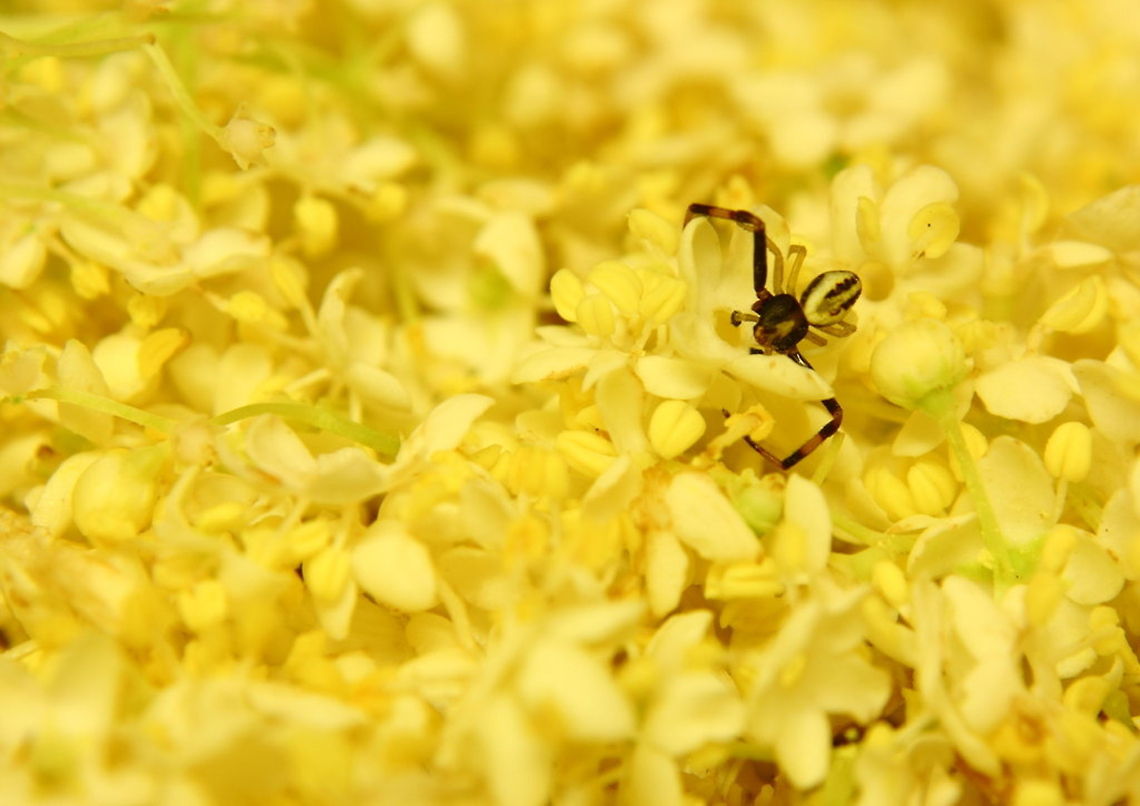 Intruder  Geotagged,Romania,arachnid,spider