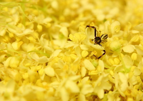 Intruder  Geotagged,Romania,arachnid,spider