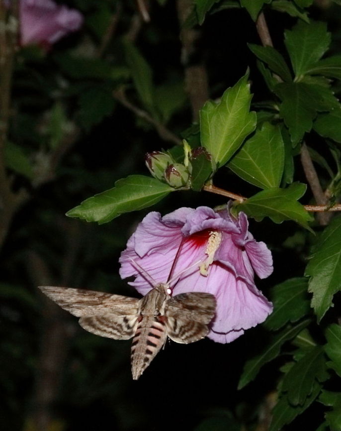 Hawkmoth I&#039;m not sure about the species... Geotagged,Romania,Sphinx ligustri