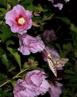 Hawkmoth  Geotagged,Romania,Sphinx ligustri