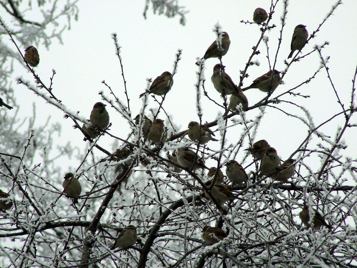 Sparrows  Geotagged,House Sparrow,Passer domesticus,Romania