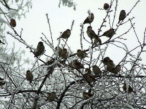 Sparrows  Geotagged,House Sparrow,Passer domesticus,Romania