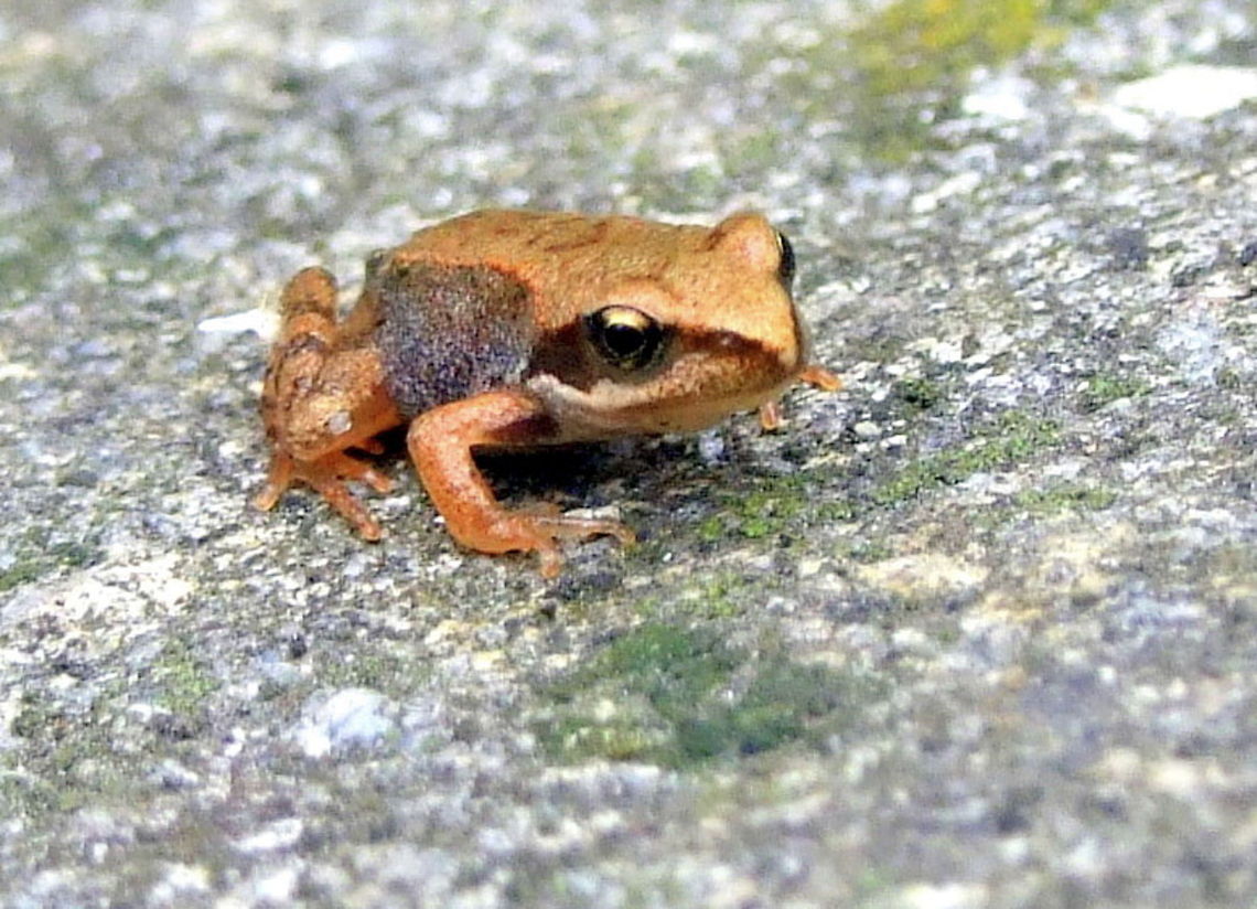 Little Frog Again, not sure about the species. It was less than 2 cm long. Geotagged,Rana,Romania,frog