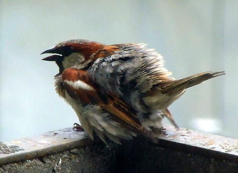 Badass Sparrow  Geotagged,House Sparrow,Passer domesticus,Romania
