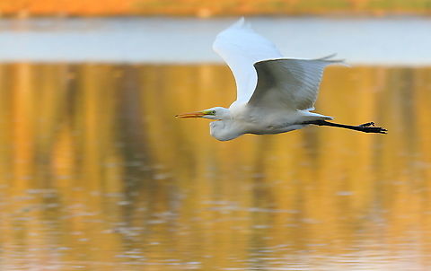 Great Egret in Flight  Ardea alba,Fall,Geotagged,Great egret,Romania