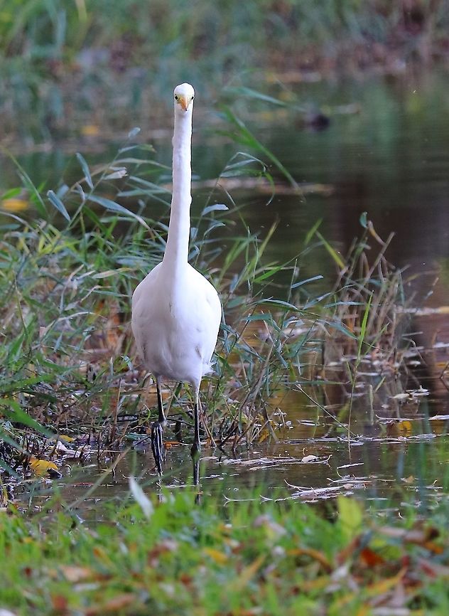 Great Egret  Ardea alba,Fall,Geotagged,Great egret,Romania