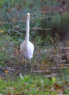 Great Egret  Ardea alba,Fall,Geotagged,Great egret,Romania