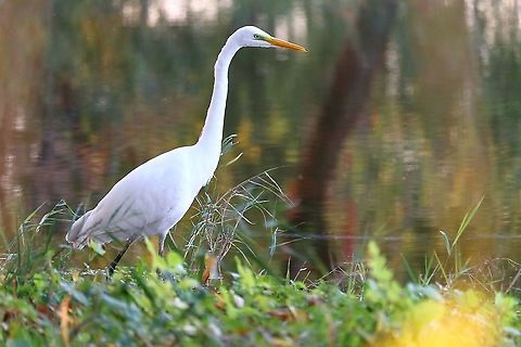 Great Egret  Ardea alba,Fall,Geotagged,Great egret,Romania