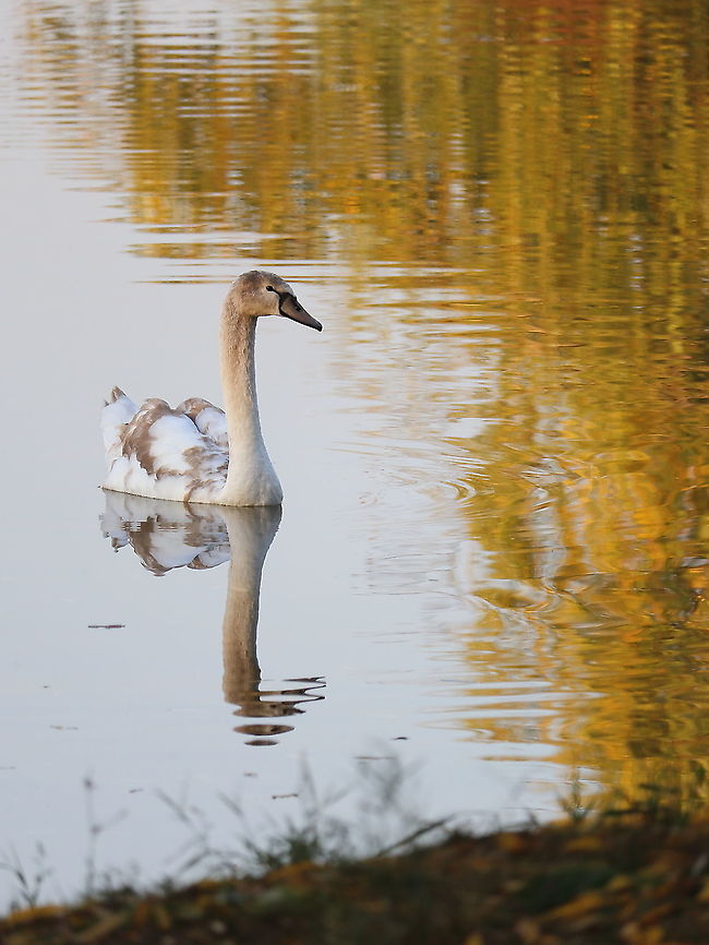 Juvenile Mute Swan  Cygnus olor,Fall,Geotagged,Mute swan,Romania,juvenile,juvenile birds