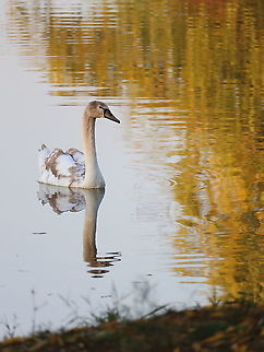 Juvenile Mute Swan  Cygnus olor,Fall,Geotagged,Mute swan,Romania,juvenile,juvenile birds