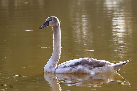 Juvenile Mute Swan  Cygnus olor,Fall,Geotagged,Mute swan,Romania,juvenile,juvenile birds