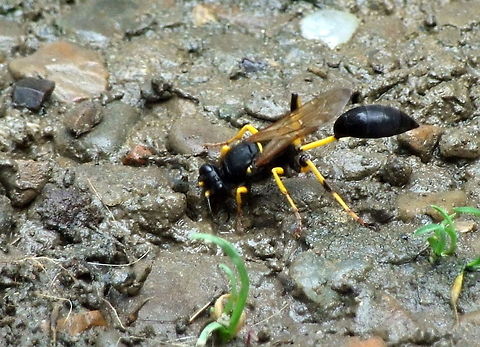 Mud Dauber Mud dauber (sometimes called "dirt dauber," "dirt digger," "dirt dobber," "dirt diver", or "mud wasp") is a name commonly applied to a number of wasps from either the family Sphecidae or Crabronidae that build their nests from mud. Black and yellow mud dauber,Geotagged,Romania,Sceliphron caementarium,mud dauber,wasp