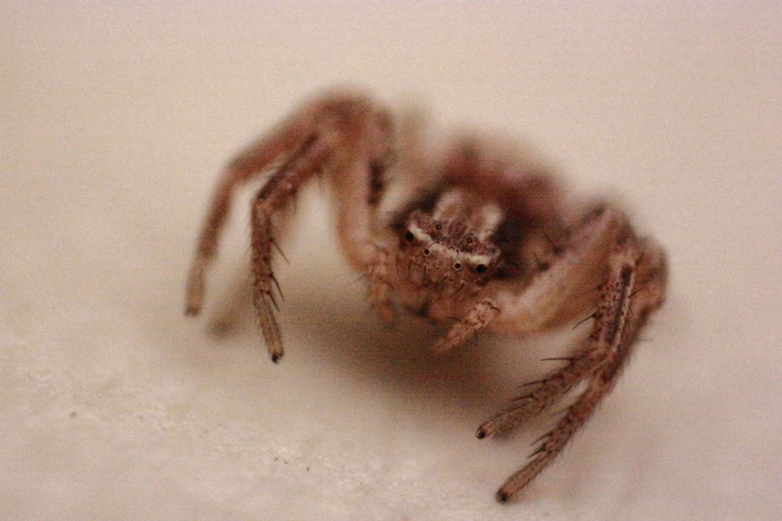 Spider Sorry about the image noise. I took this photo using the reverse lens technique and I couldn&#039;t use a tripod.<br />
This guy was really small, a few millimeters long. Geotagged,Romania