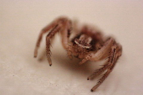 Spider Sorry about the image noise. I took this photo using the reverse lens technique and I couldn't use a tripod.
This guy was really small, a few millimeters long. Geotagged,Romania