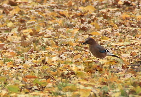 Eurasian Jay  Eurasian Jay,Garrulus glandarius,Geotagged,Romania