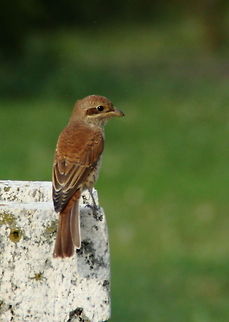 Red-Backed Shrike  Geotagged,Lanius collurio,Red-backed Shrike,Romania