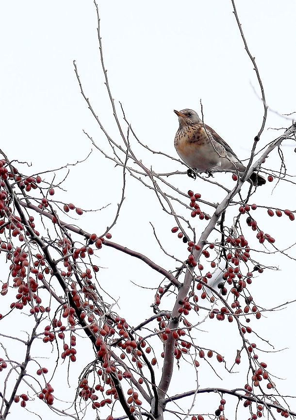 Fieldfare  Fieldfare,Geotagged,Romania,Turdus pilaris,Winter