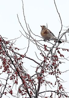 Fieldfare  Fieldfare,Geotagged,Romania,Turdus pilaris,Winter