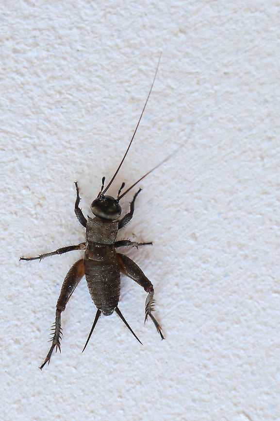 Cricket  Geotagged,Gryllus campestris,Romania,Summer