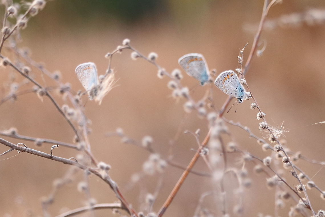Common Blue  Common Blue,Geotagged,Polyommatus icarus,Romania,Summer