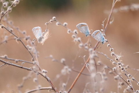 Common Blue  Common Blue,Geotagged,Polyommatus icarus,Romania,Summer