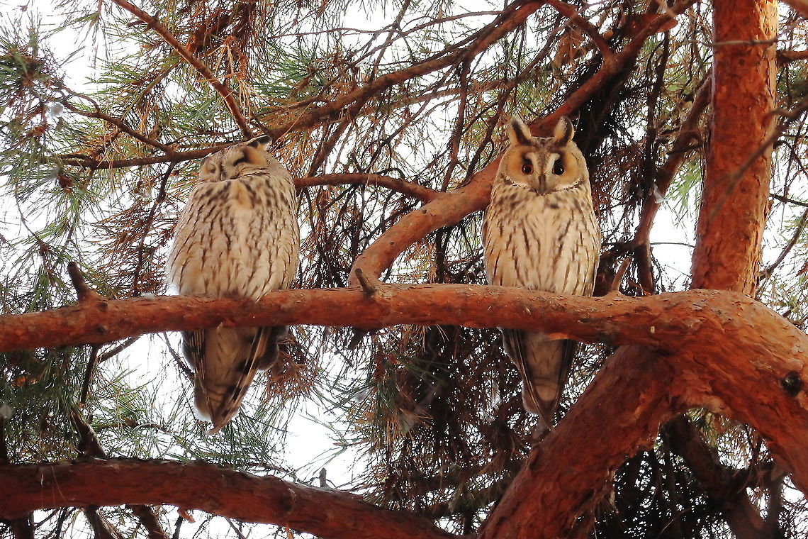 Long-Eared Owls  Asio otus,Fall,Geotagged,Long-eared Owl,Romania