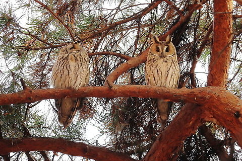 Long-Eared Owls  Asio otus,Fall,Geotagged,Long-eared Owl,Romania