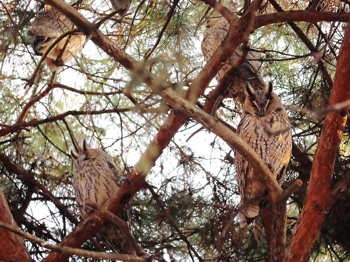 Long-Eared Owls  Asio otus,Fall,Geotagged,Long-eared Owl,Romania