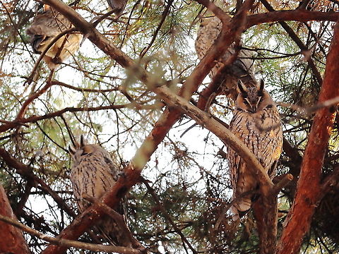 Long-Eared Owls  Asio otus,Fall,Geotagged,Long-eared Owl,Romania