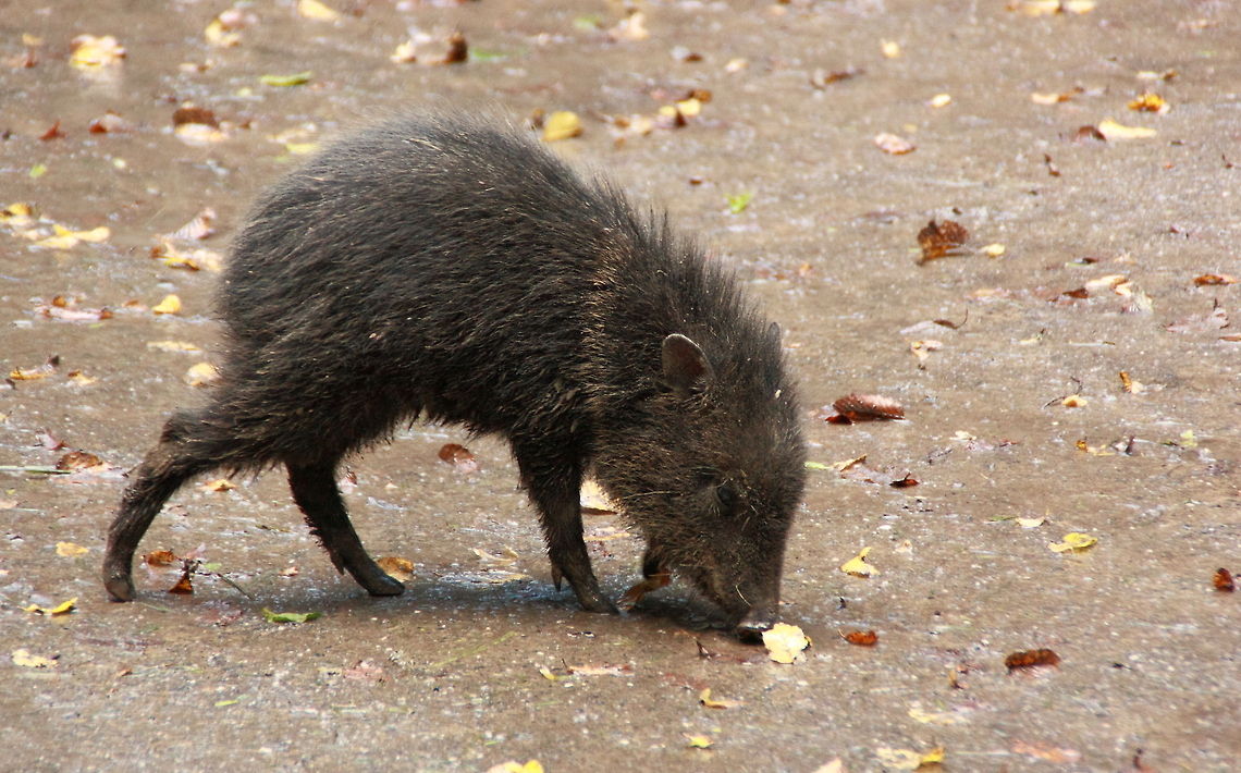 Collared Peccary  Collared peccary,Geotagged,Pecari tajacu,Romania