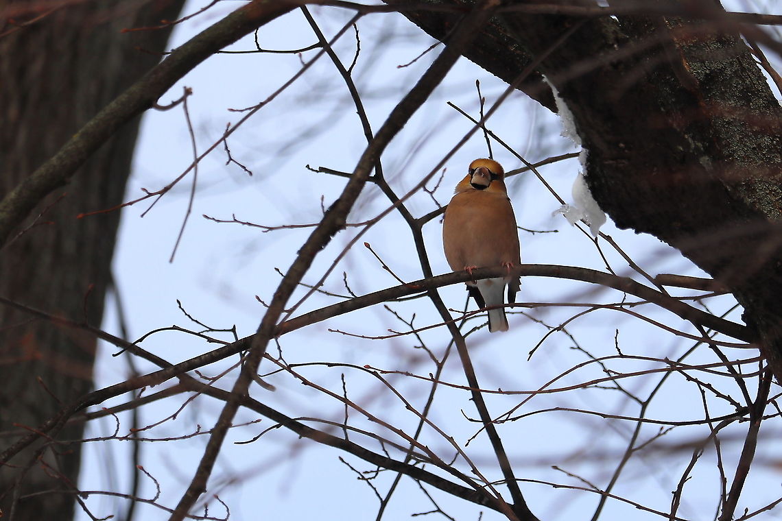 Hawfinch  Coccothraustes coccothraustes,Geotagged,Hawfinch,Romania,Winter