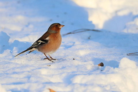 Chaffinch  Common chaffinch,Fringilla coelebs,Geotagged,Romania,Winter