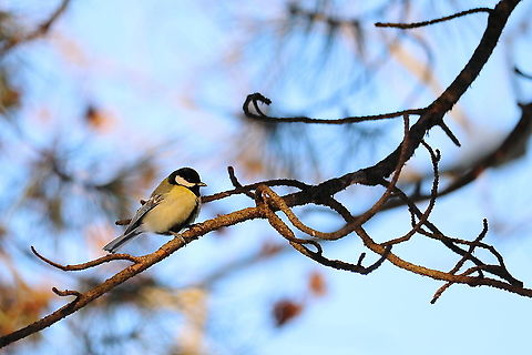 Great Tit  Geotagged,Great Tit,Parus major,Romania,Winter