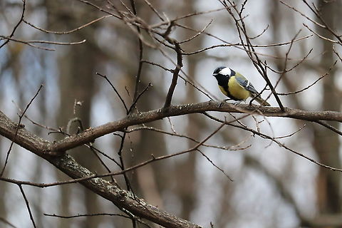 Great Tit  Geotagged,Great Tit,Parus major,Romania,Winter